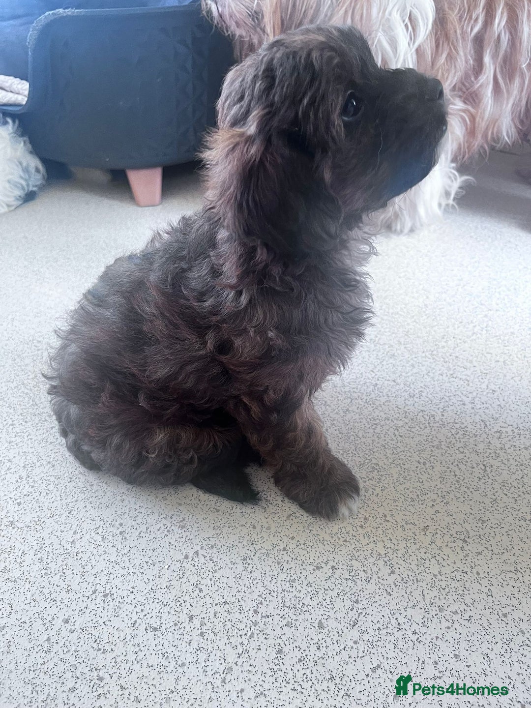 Shihpoo dogs for sale: 4 girl miniature poodle x shih tzu puppies  - Image 3