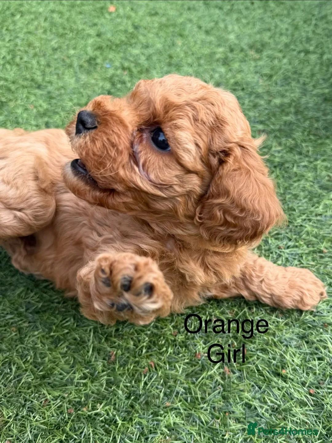 Cavapoo dogs for sale: Backcrossed/ F1b cavapoo - Advert 2