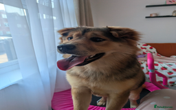 Shar Pei dogs for sale: Shar Pei Puppies - Ready 23rd December - Image 16