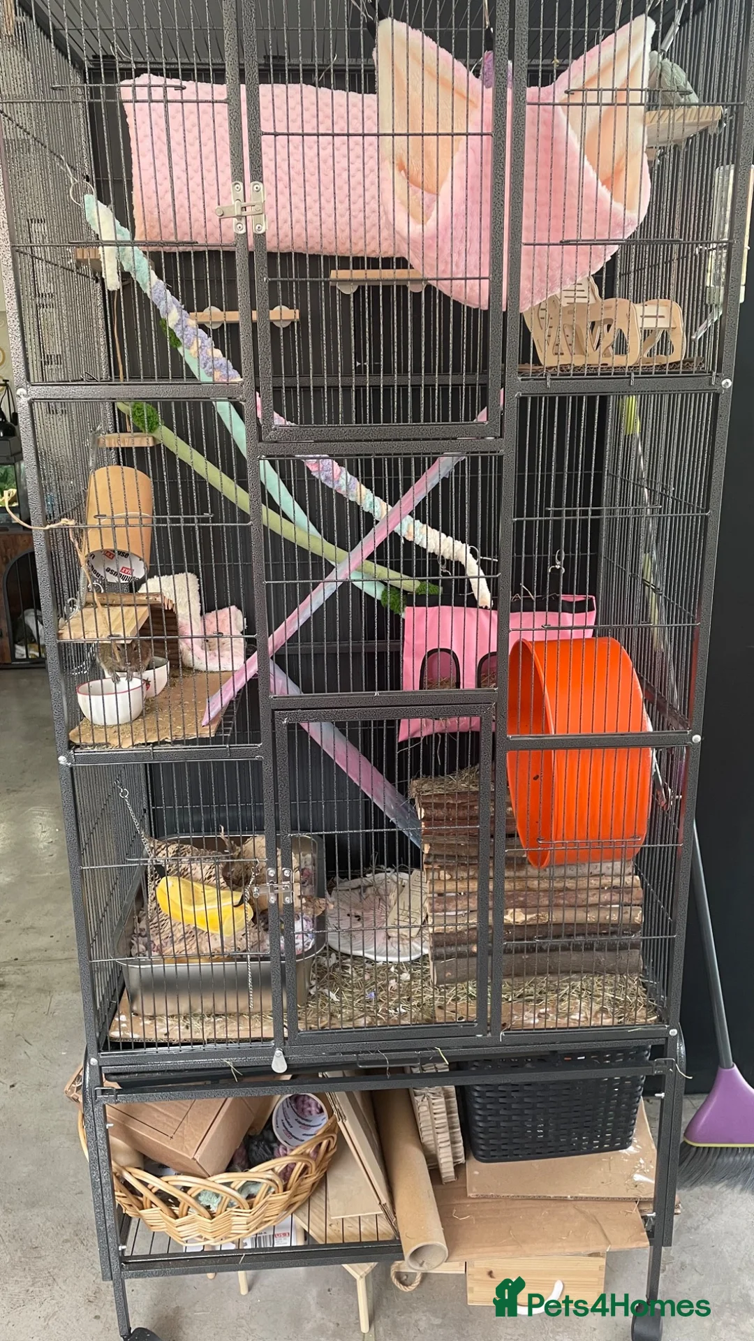 Degus rodents for sale: Two bonded female Degus in Folkestone - Advert 5
