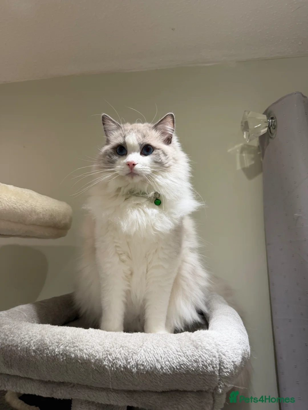 Ragdoll cats for stud: Bi-Coloured Ragdoll Stud GCCF (Active) - Advert 2