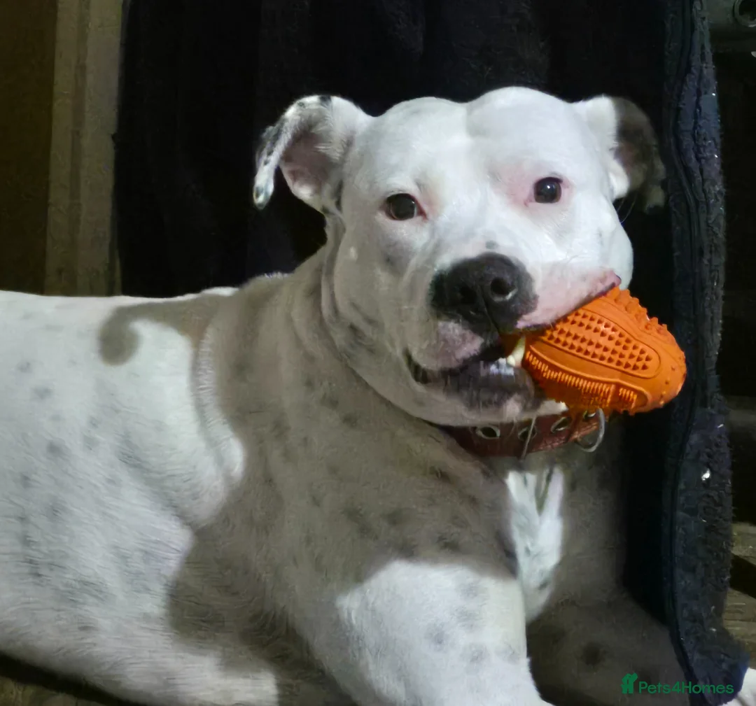 Mixed Breed dogs for sale: Staffy cross  in Heanor - Advert 2