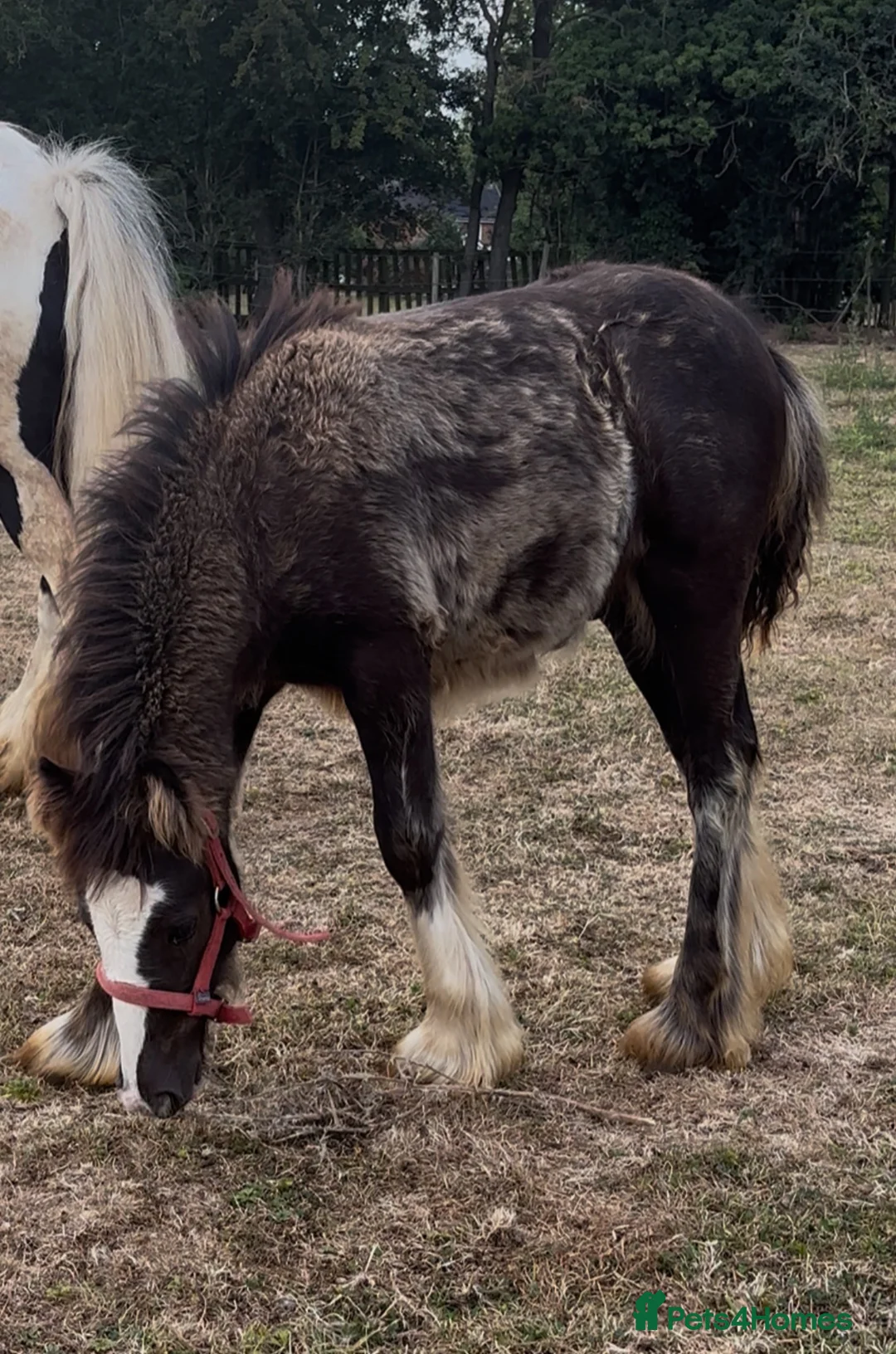 Miniature horses for sale: 6-Month-Old Mini Cob Colt Foal – Full of Potential - Advert 2