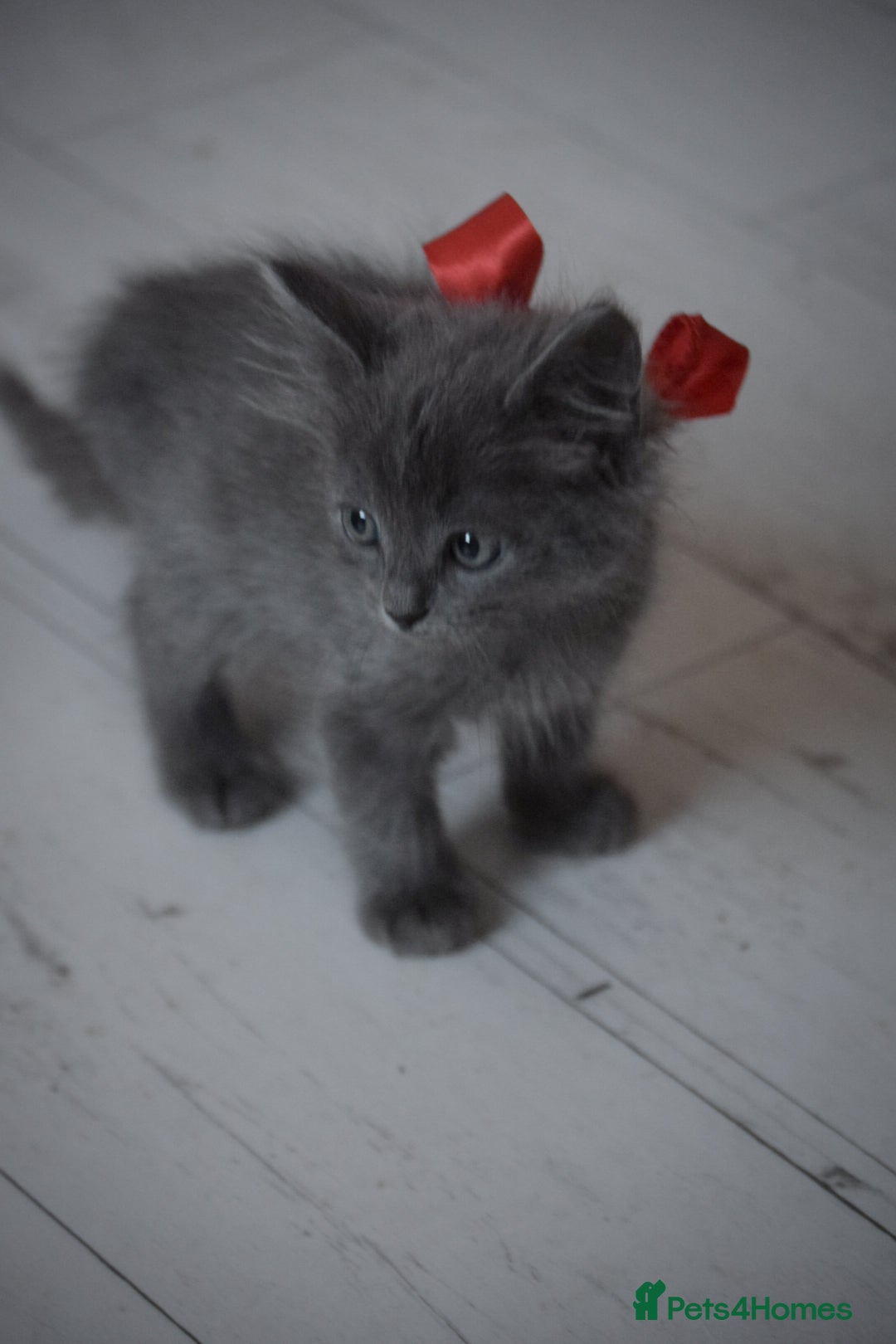 Mixed Breed cats for sale: Ragdoll x kittens for sale - Image 4