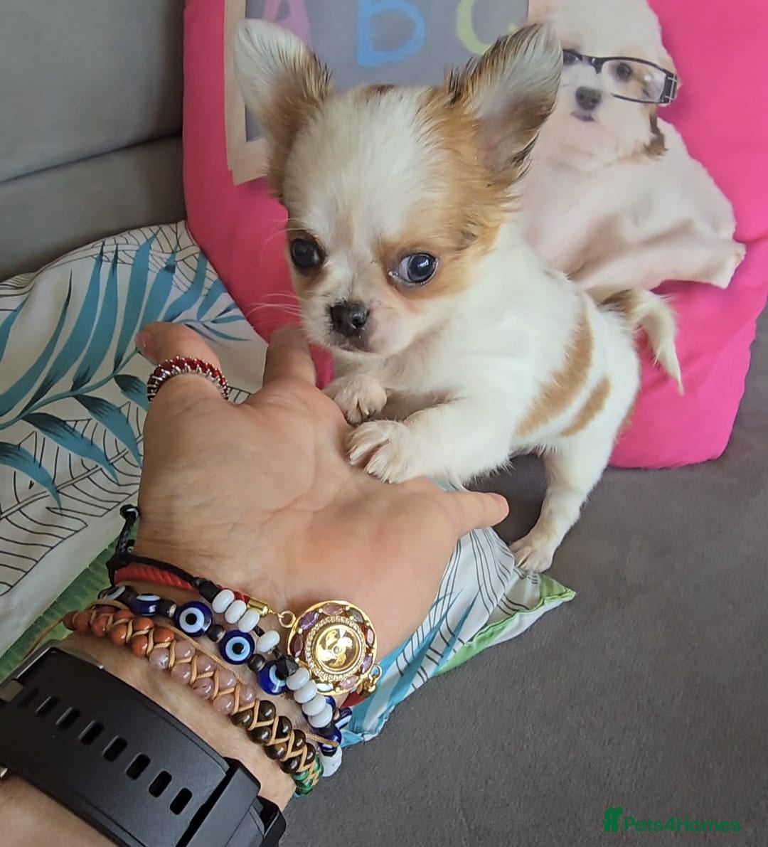 Chihuahua dogs for sale: Beautiful Tiny Chihuahua puppies  - Image 9