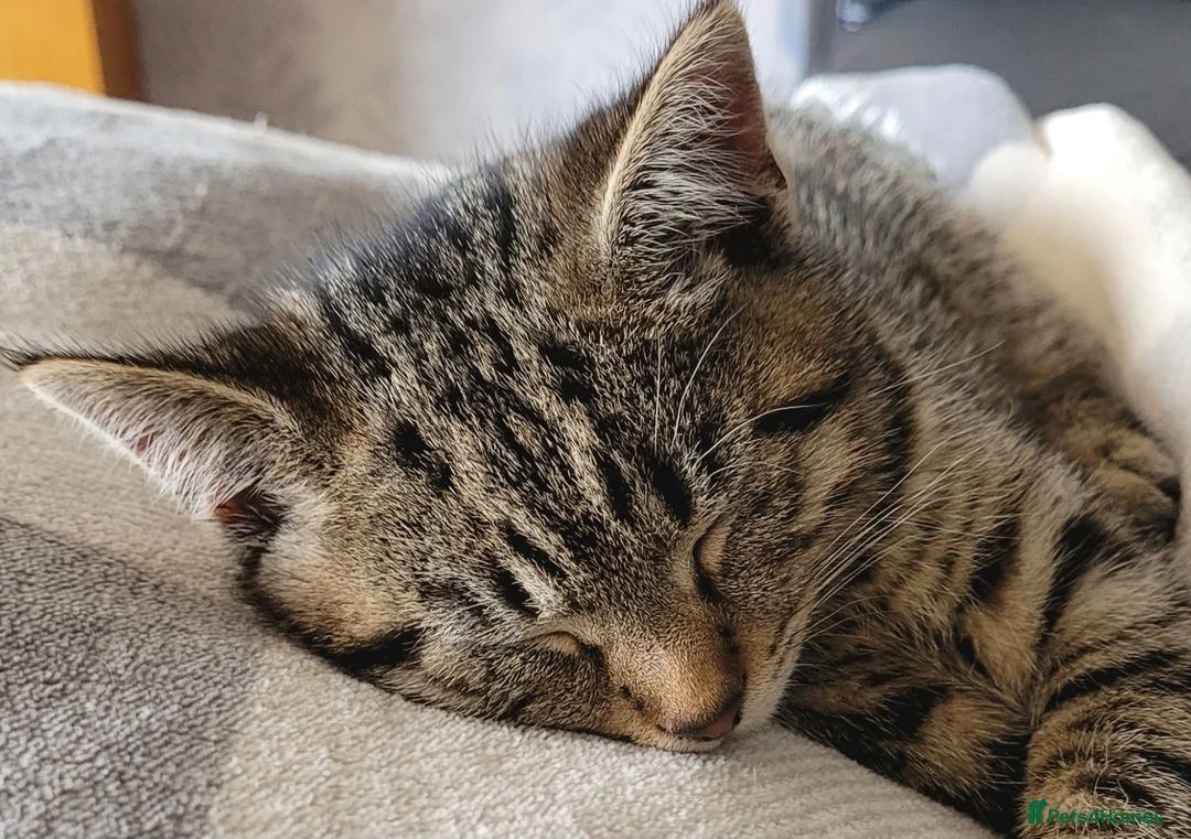 British Shorthair cats for sale: Male tabby FREE OF CHARGE  in Skelmersdale - Advert 3