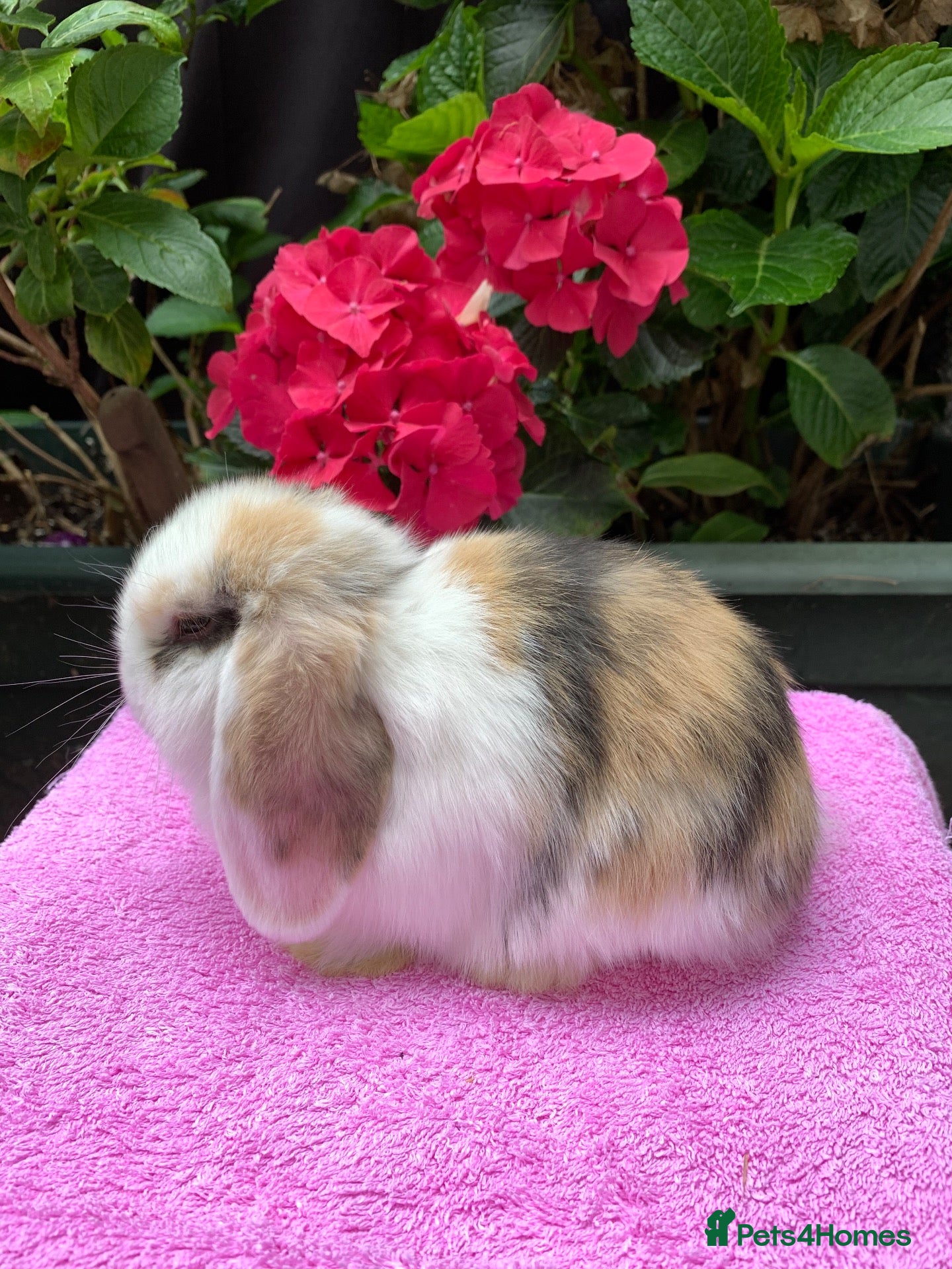 Mini Lop rabbits Gorgeous mini lop babies ready October - Advert 16