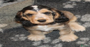 Cocker Spaniel dogs - Advert 7