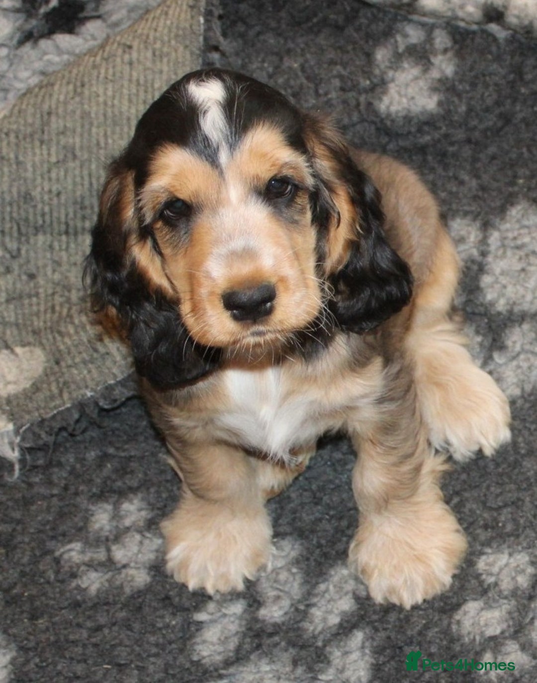 Cocker Spaniel dogs for sale: KC registered Cocker Spaniel puppies - Image 2