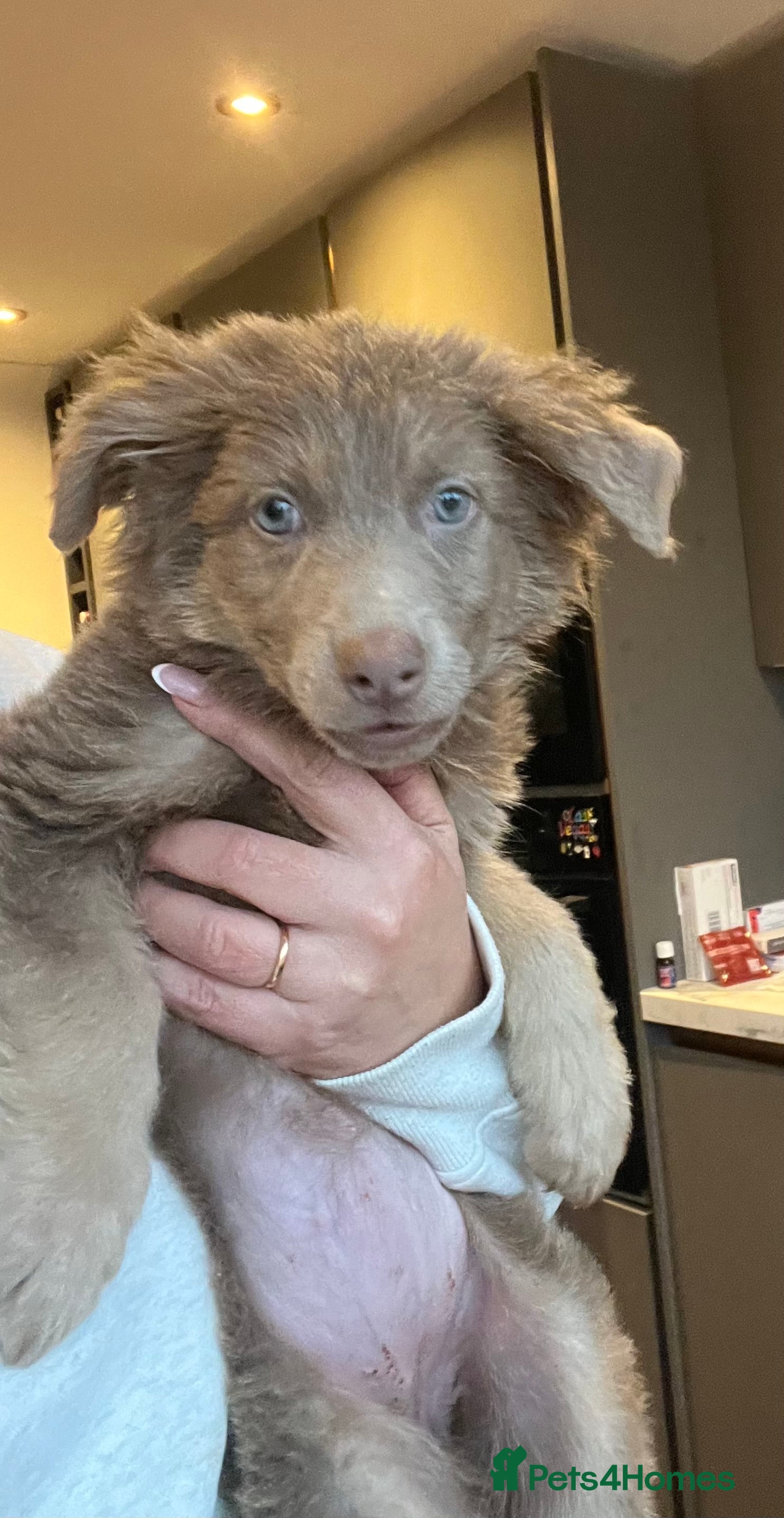 German Shepherd dogs German Shepherd Puppies Liver Isabella Blue Black  - Advert 17