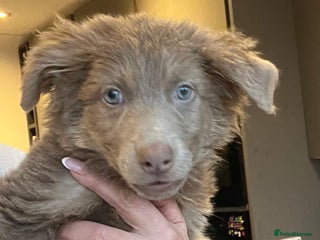 German Shepherd dogs German Shepherd Puppies Liver Isabella Blue Black - Advert 18