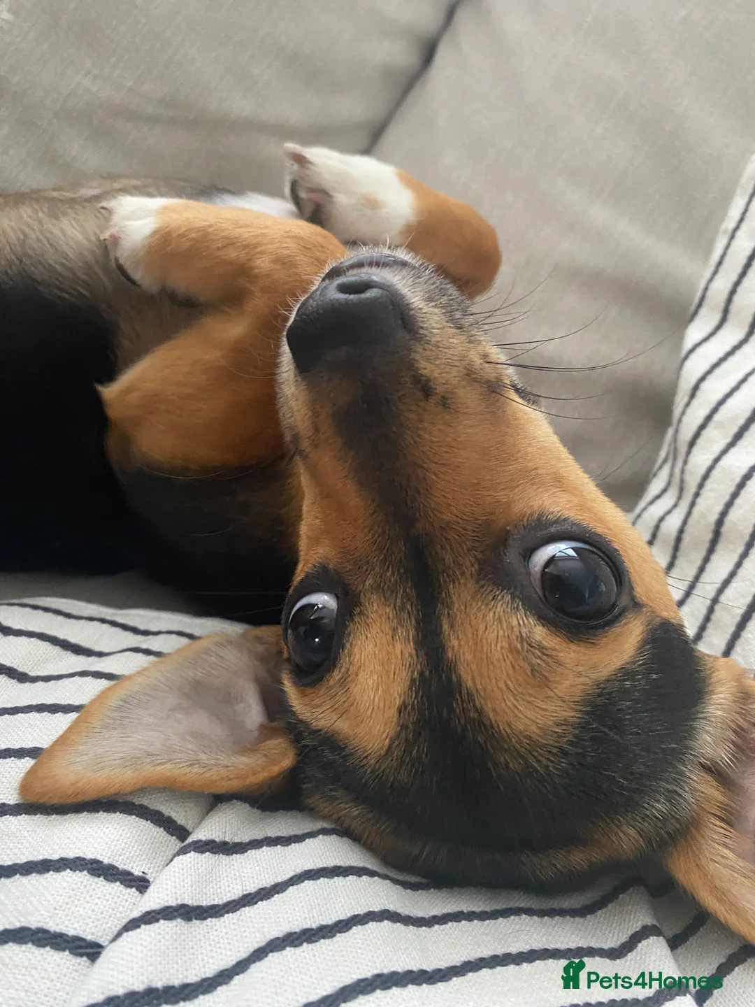 Mixed Breed dogs for sale: Five beautiful puppies-pomchi/jackchi in Banstead - Advert 1