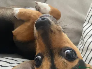 Mixed Breed dogs Five beautiful puppies-pomchi/jackchi in Banstead - Advert 5