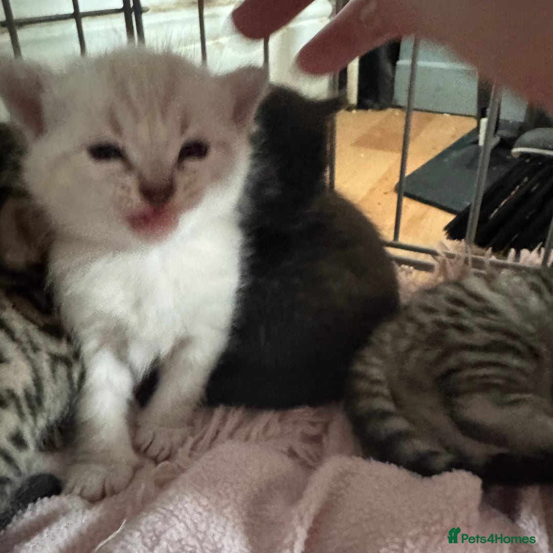 Bengal cats for sale: Beautiful Bengal Kittens - only GIRL available  - Advert 11