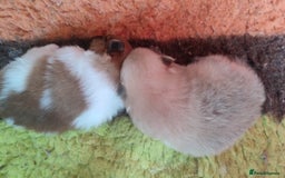 Pomeranian dogs for sale: Top Quality -KC registered  - Image 25