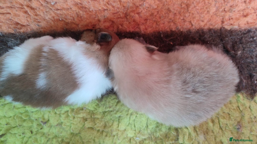Pomeranian dogs for sale: Top Quality -KC registered  - Image 25
