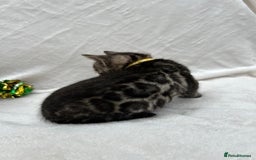Bengal cats for sale: ❤️ GORGEOUS PURE BENGAL KITTENS ❤️ - Image 6