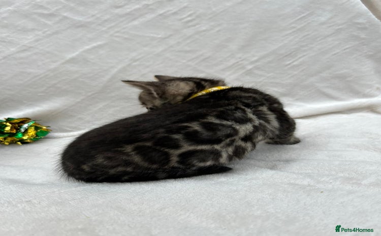 Bengal cats - Advert 6