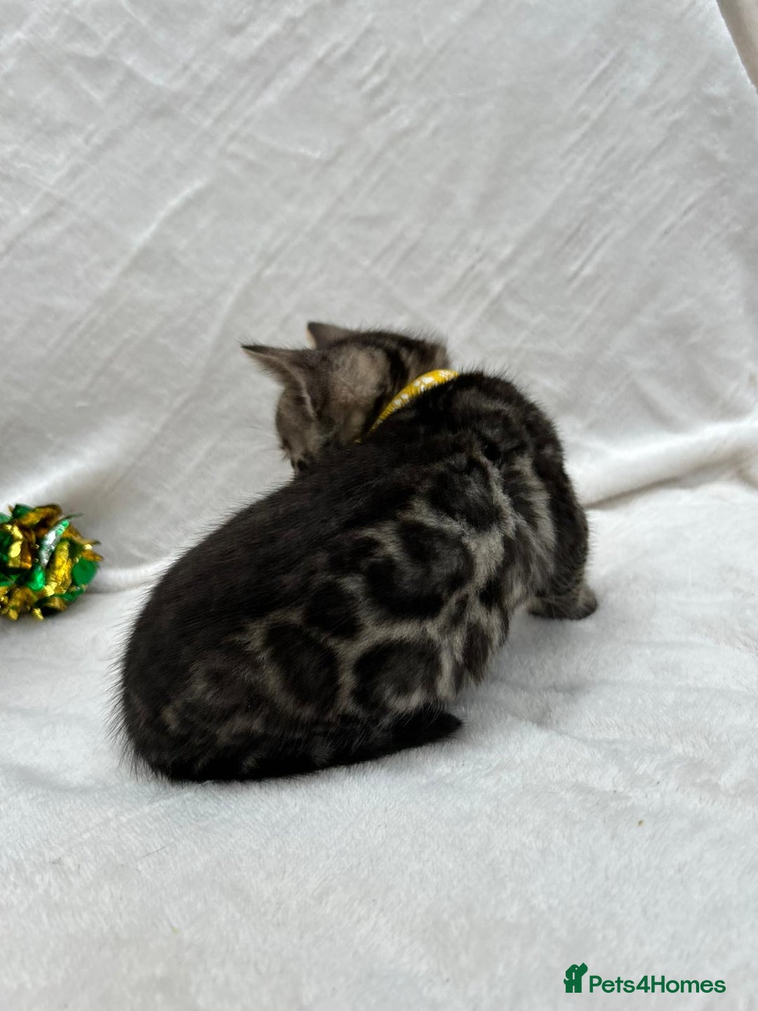 Bengal cats for sale: ❤️ GORGEOUS PURE BENGAL KITTENS ❤️ - Image 6