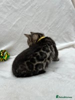 Bengal cats - Advert 3