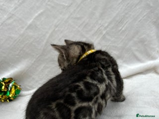 Bengal cats - Advert 12