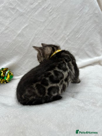 Bengal cats - Advert 1