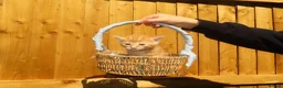 Mixed Breed cats for sale: Full ginger and mix litter kittens  - Advert 1