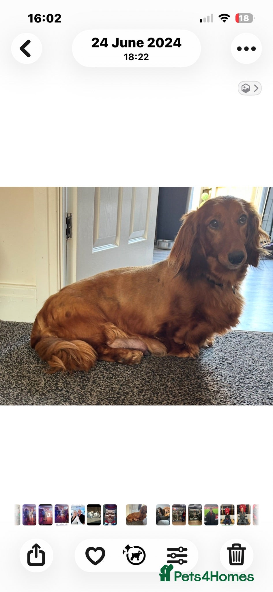 Dachshund dogs Longhaired Dappled Standard KC Dachshunds  - Advert 1