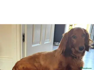Dachshund dogs Longhaired Dappled Standard KC Dachshunds - Advert 18