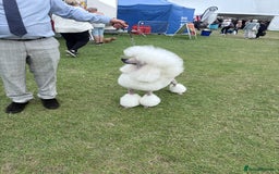 Standard Poodle dogs for stud: Standard Poodle Stud  in Shrewsbury - Image 7