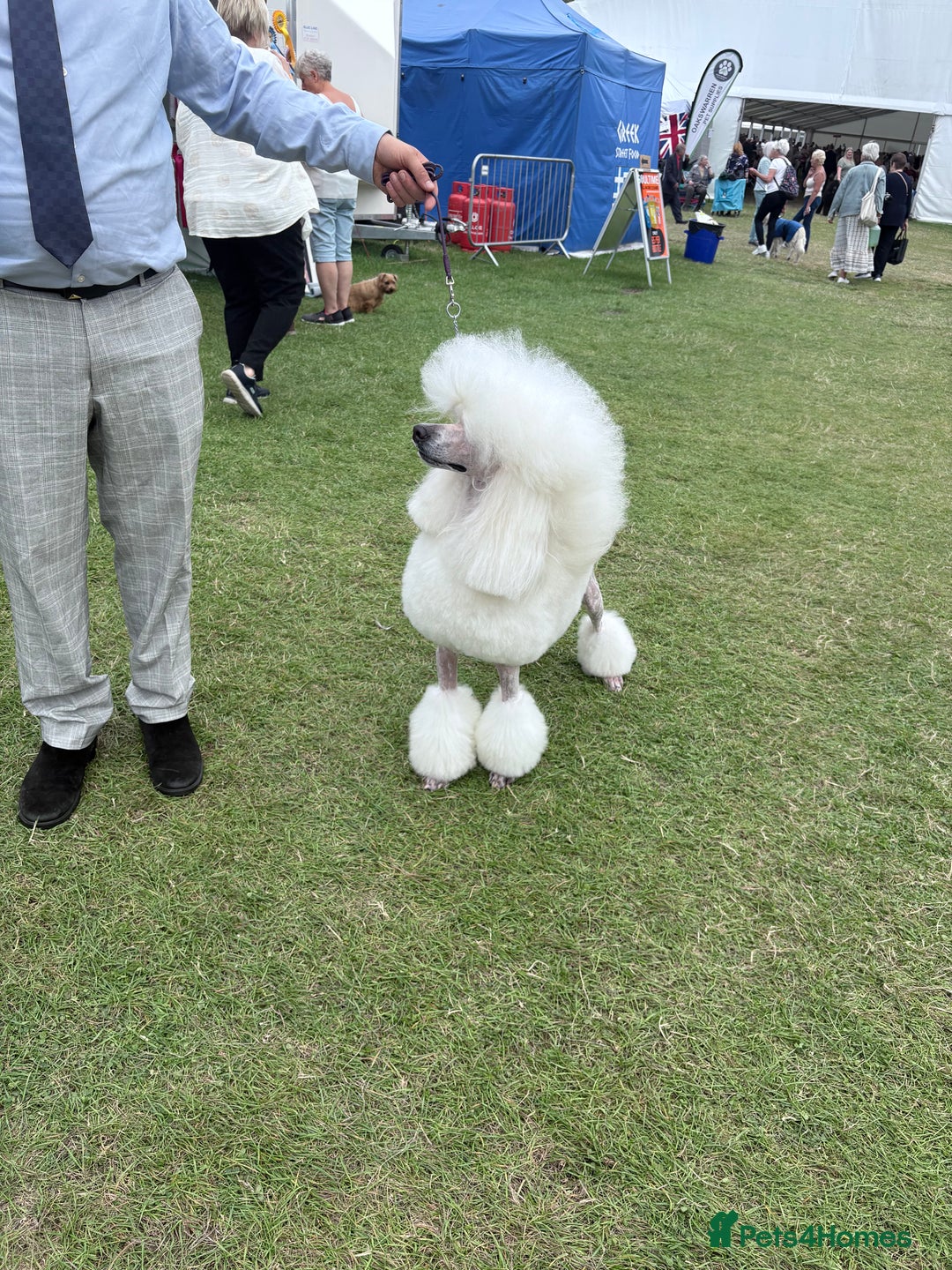 Standard Poodle dogs for stud: Standard Poodle Stud  in Shrewsbury - Image 7