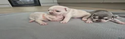 French Bulldog dogs for sale: Pet litter Frenchies with rope female - Advert 11