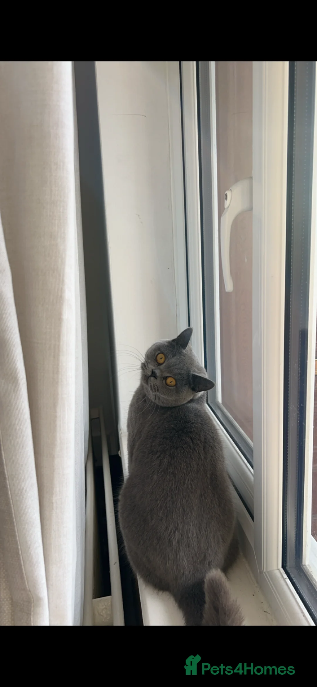 British Shorthair cats for sale: Shorthair British  in London - Advert 2
