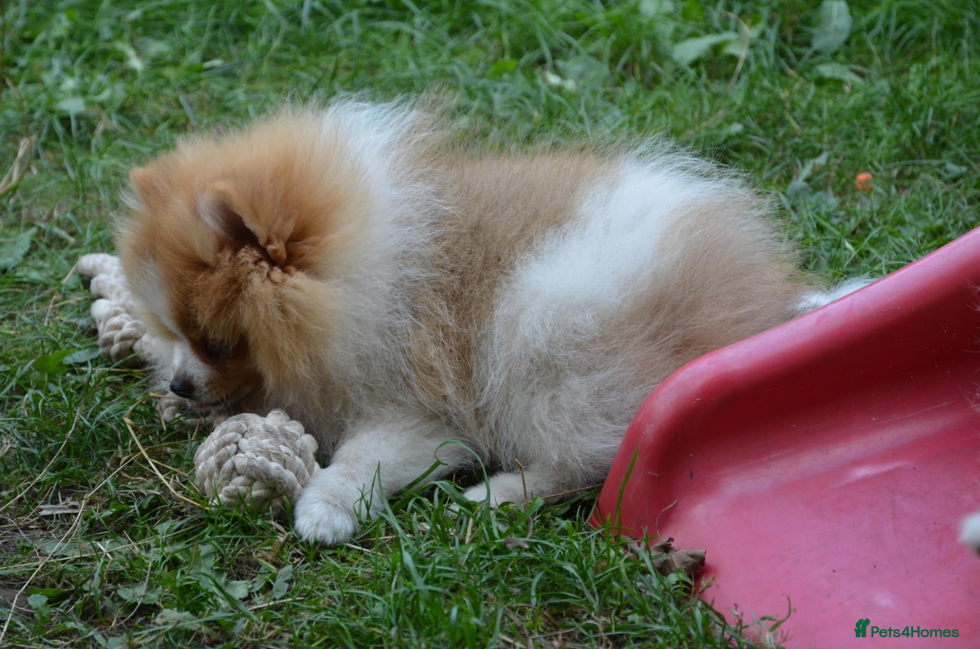 Pomeranian dogs PACO - Beautiful Pomeranian Boy - Advert 1