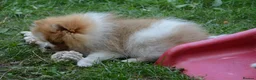 Pomeranian dogs for sale: PACO - Beautiful Pomeranian Boy - Advert 1
