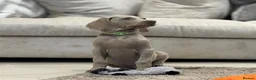 Weimaraner dogs for sale: 🐾✨STUNNING WEIMARANER PUPPIES ✨🐾 - Advert 14