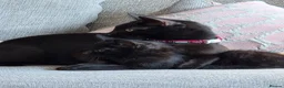 Mixed Breed cats for sale: Kittens looking for loving home walsall - Advert 9