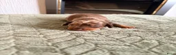 Miniature Dachshund dogs for sale: KC registered PRA clear miniature dachshunds - Advert 31