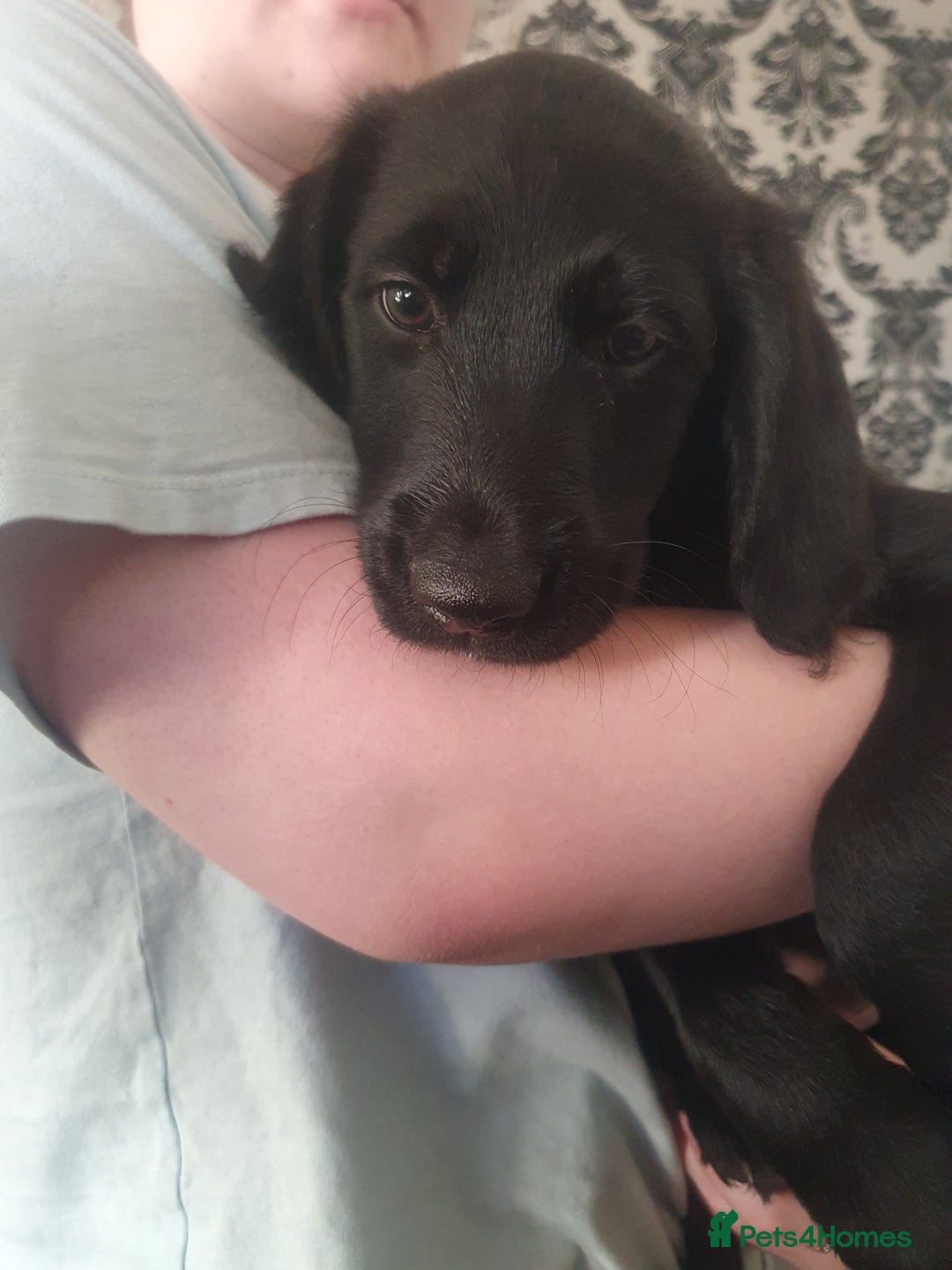 Labradoodle dogs for sale: ☆Ready to leave☆ CHUNKY PUPPIES ☆ - Advert 15