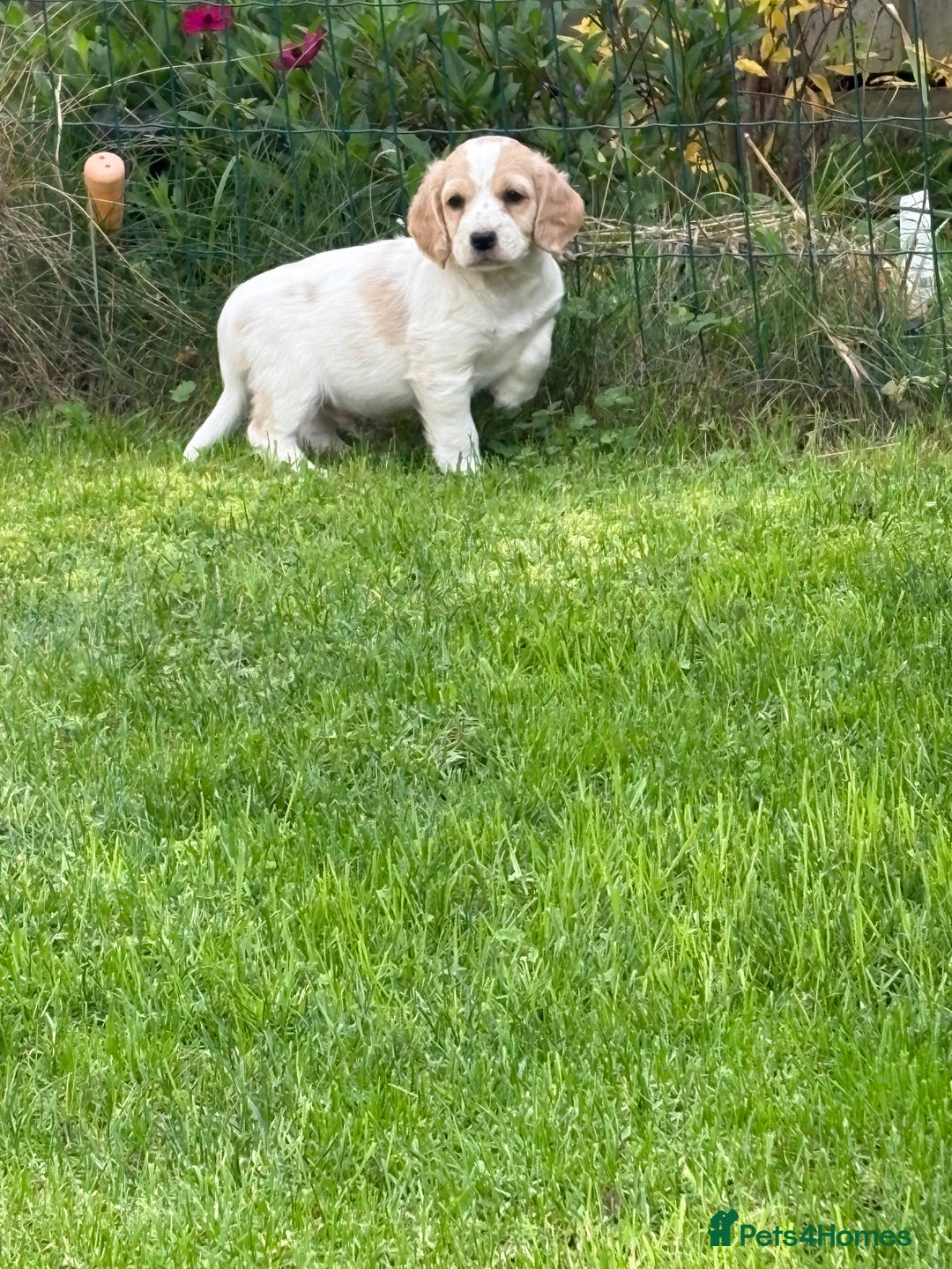 Cockapoo dogs for sale: Beautiful cocker spaniel x cockapoo - Image 7