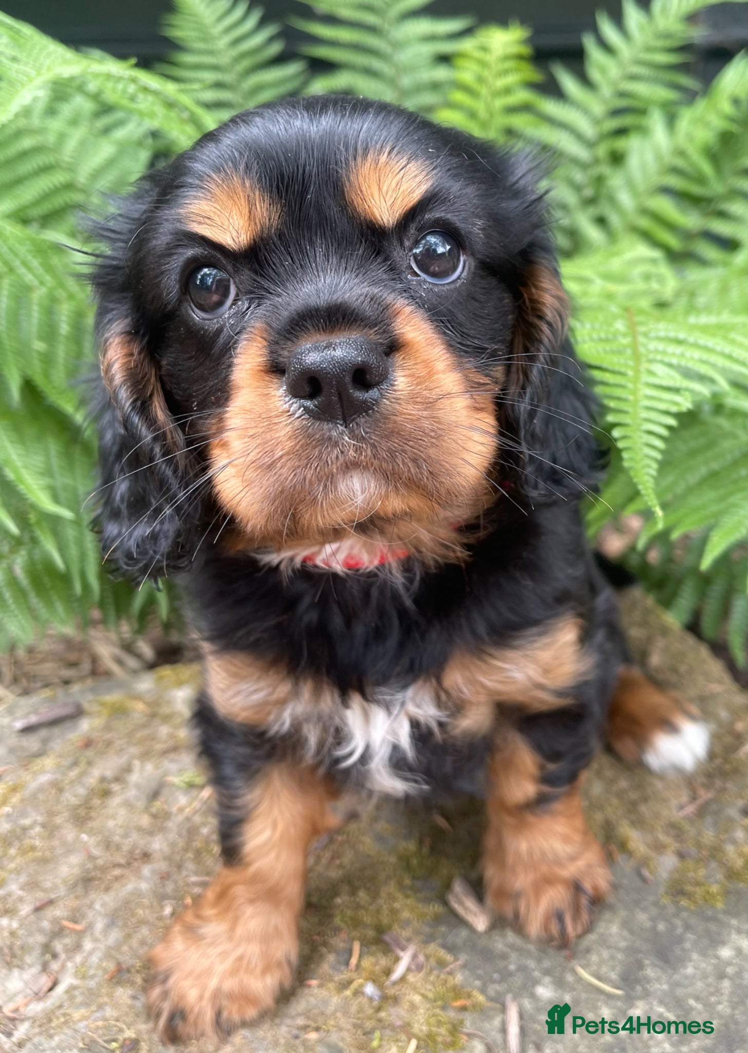 Cavalier King Charles Spaniel dogs Quality Cavalier King Charles puppy  - Advert 2