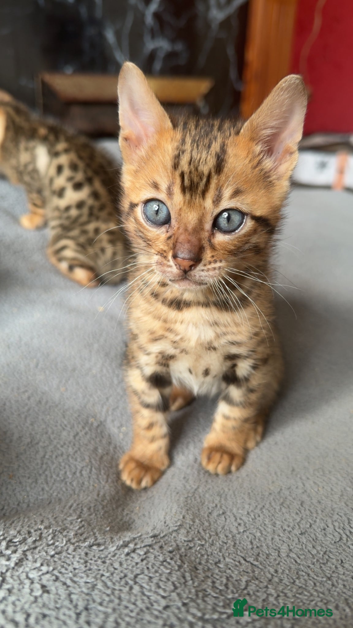 Bengal Kitten 3