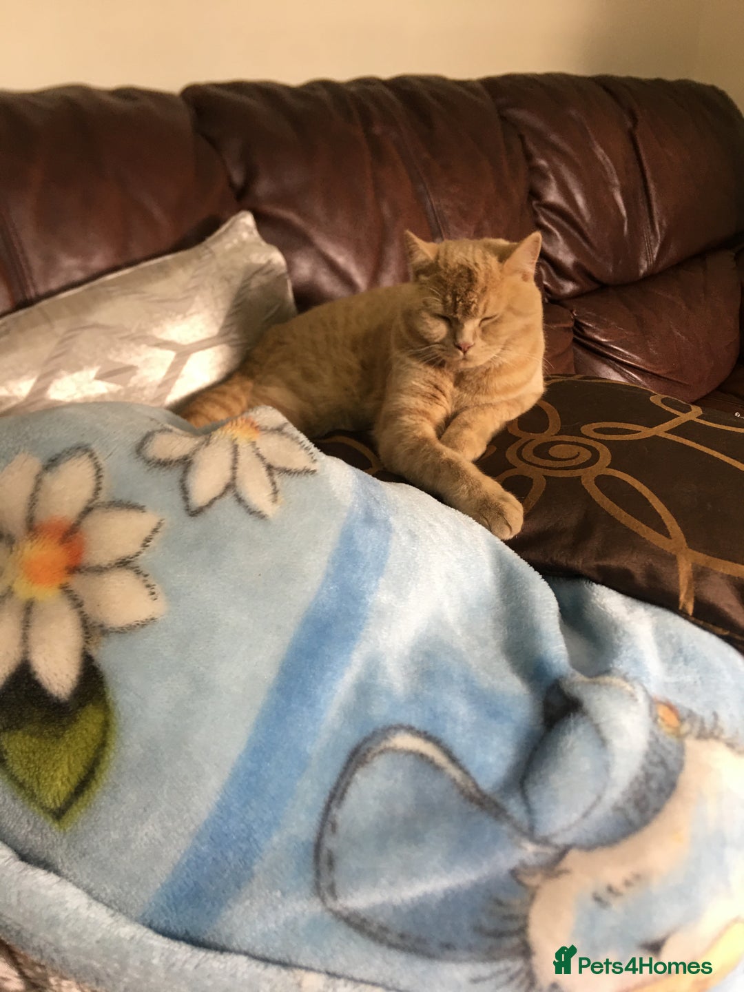 British Shorthair cats for sale: Mr pasha - Image 5