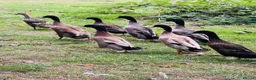 Ducks poultry for sale: Stunning Runner Ducks for sale in Eye - Advert 2