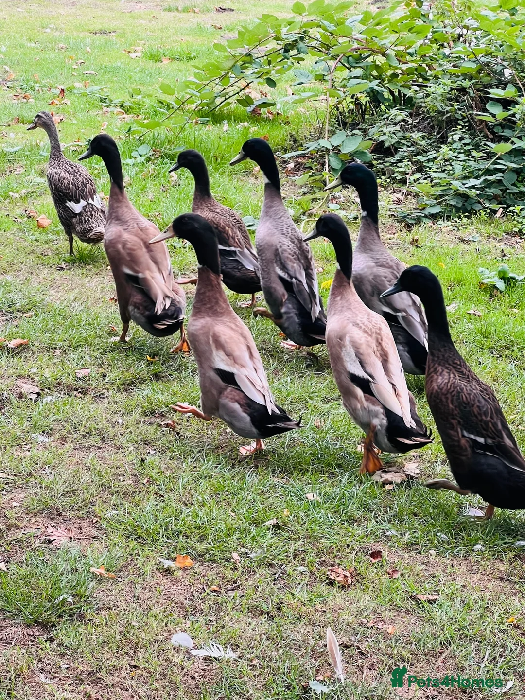 Ducks poultry for sale: Stunning Runner Ducks for sale in Eye - Advert 2