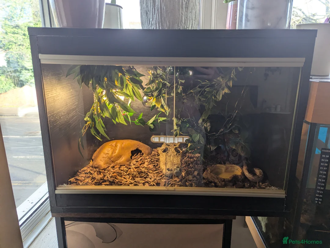 Corn Snake reptiles for sale: X2 Corn snake for sale with enclosure - Advert 5