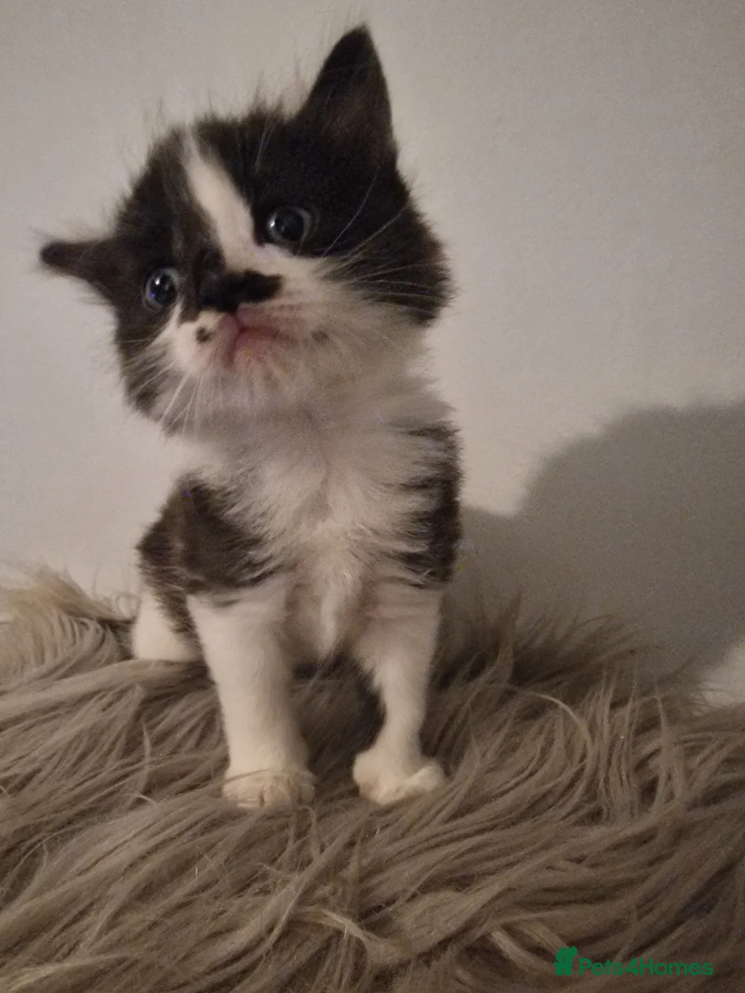 Mixed Breed cats for sale: Long haired kittens - Advert 6