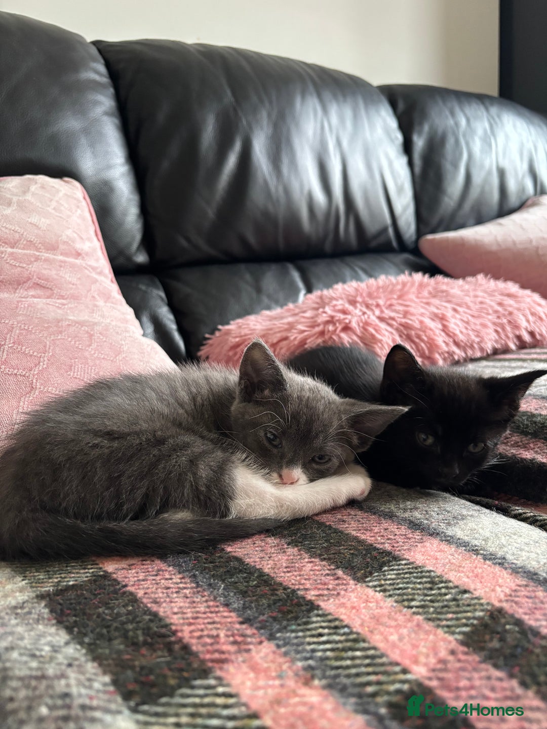 Mixed Breed cats for sale: Joyful kitten ❤️😈😆😍 - Advert 4