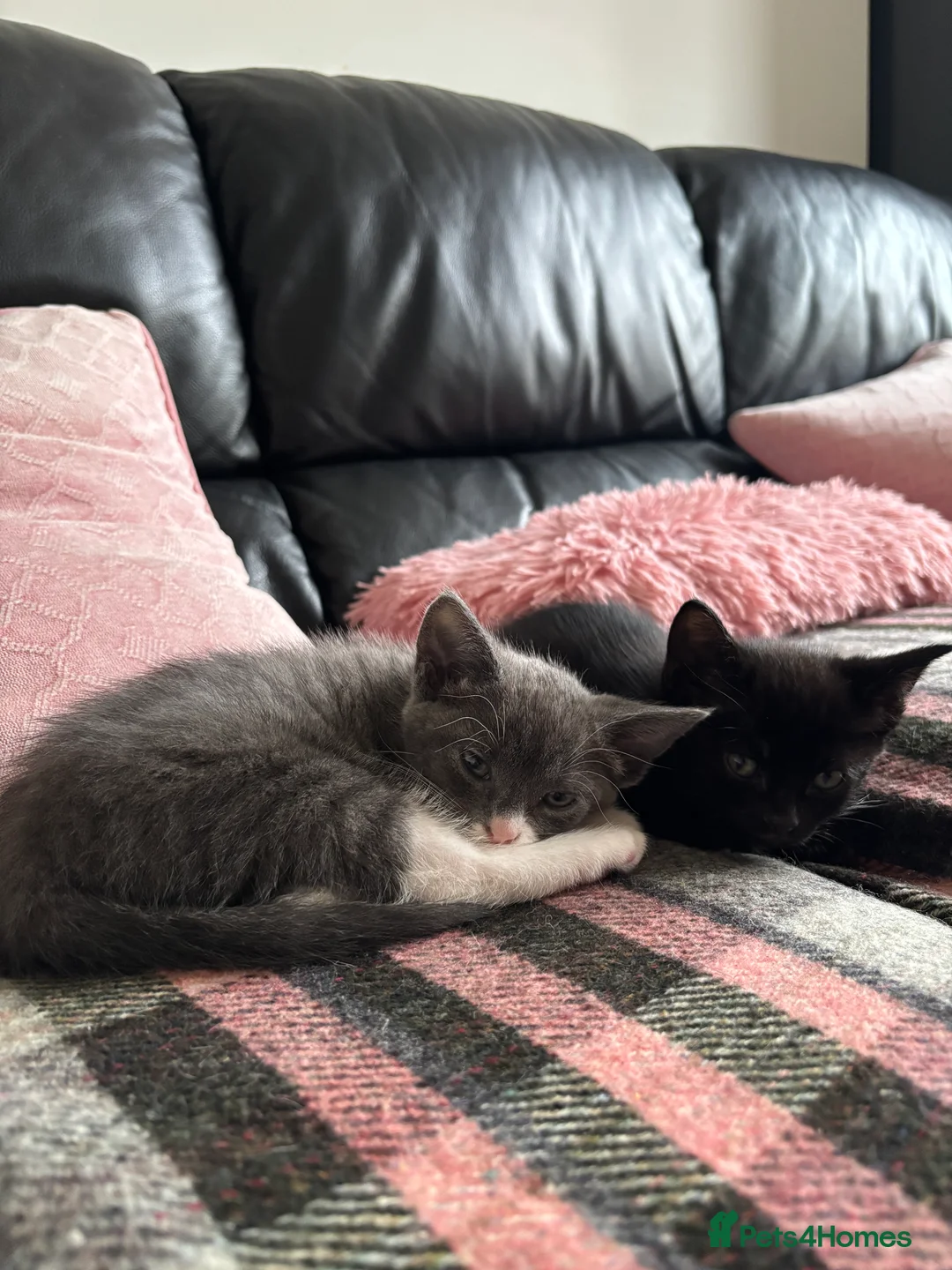 Mixed Breed cats for sale: Joyful kitten ❤️😈😆😍 - Advert 4