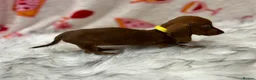 Miniature Dachshund dogs for sale: ⭐️Beautiful Kaninchen Pups READY NOW - Advert 23
